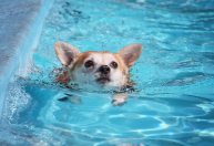 Cão se afoga em piscina e Justiça manda vizinho indenizar tutor por omissão de socorro