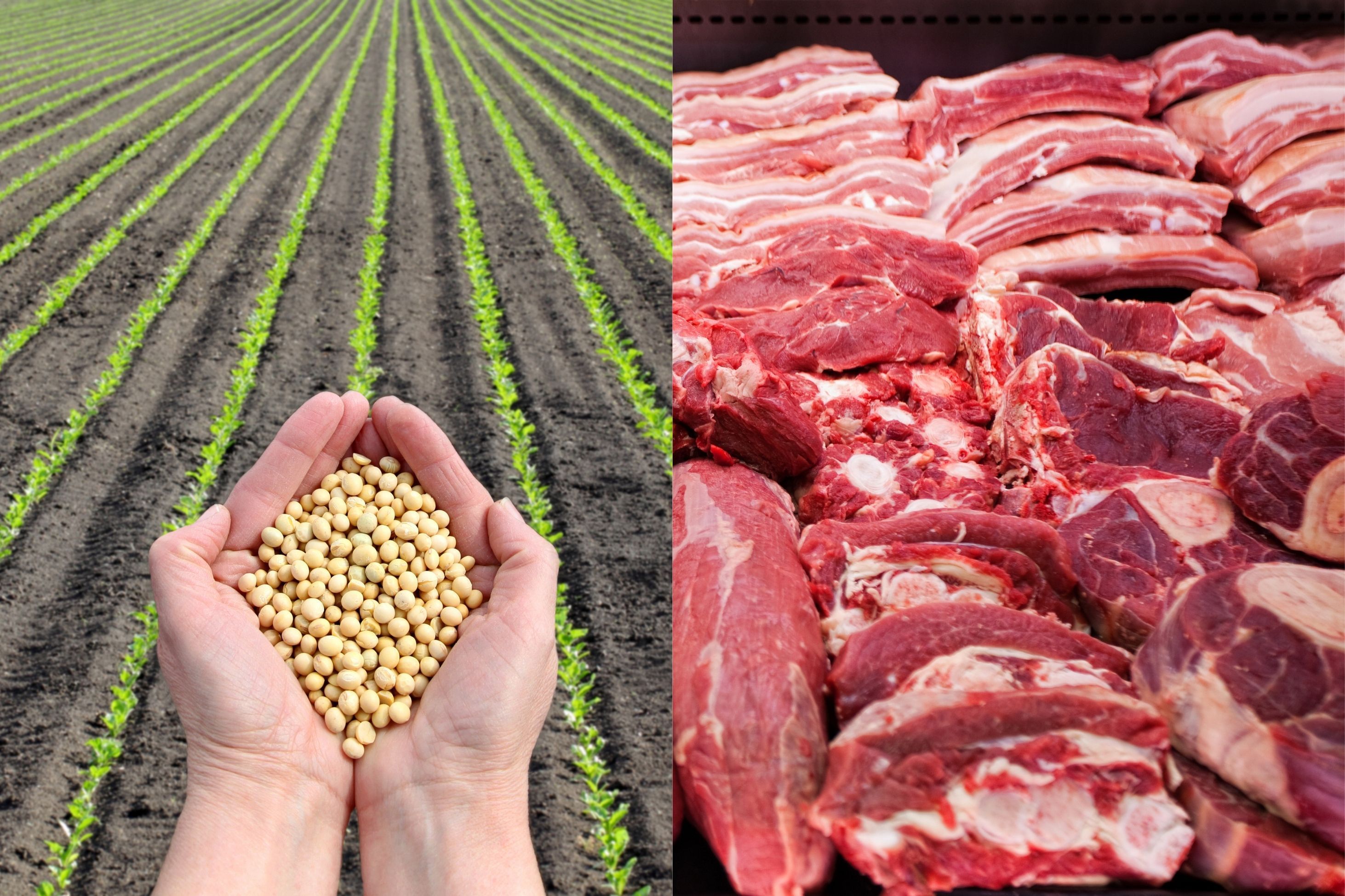 Agro garante metade das exportações do Brasil em maio e acumula US$ 70,5 bilhões no ano