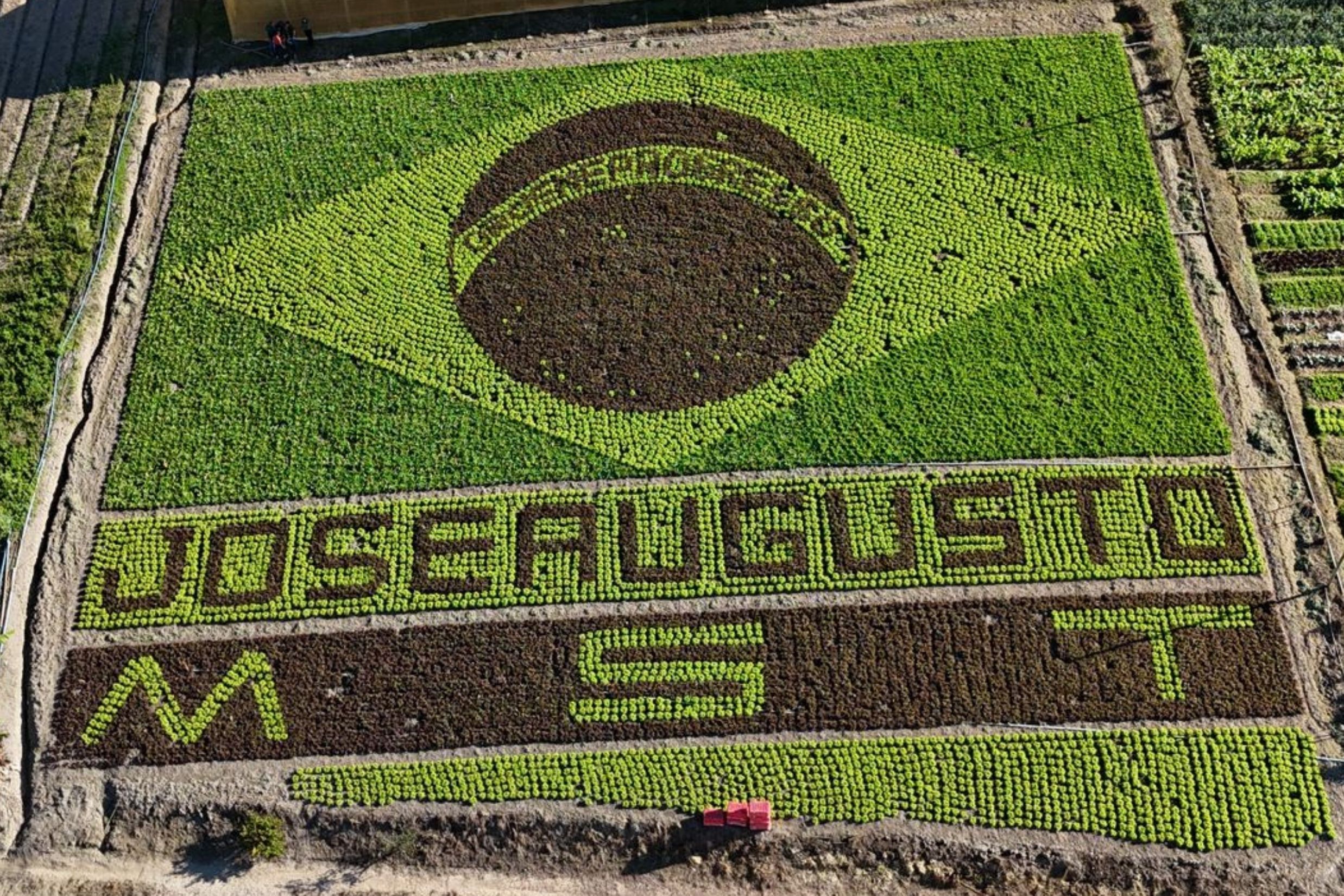 Vídeo: agricultor cria 'bandeira do Brasil de alface' para homenagear neto e Seleção em MG