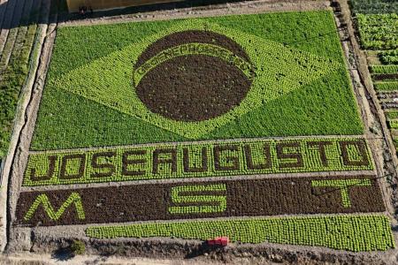 Vídeo: agricultor cria 'bandeira do Brasil de alface' para homenagear neto e Seleção em MG