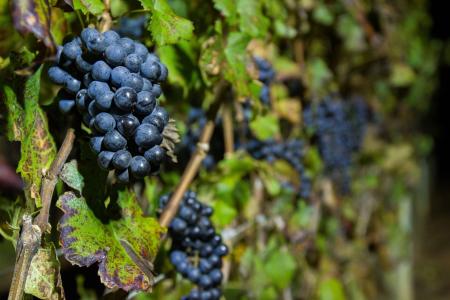 Vinho de inverno: safra 2026 consolida dupla poda e projeta triplicar até 2029