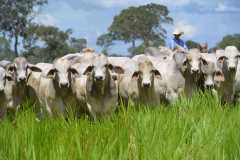 BRAHMAN