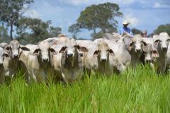 BRAHMAN