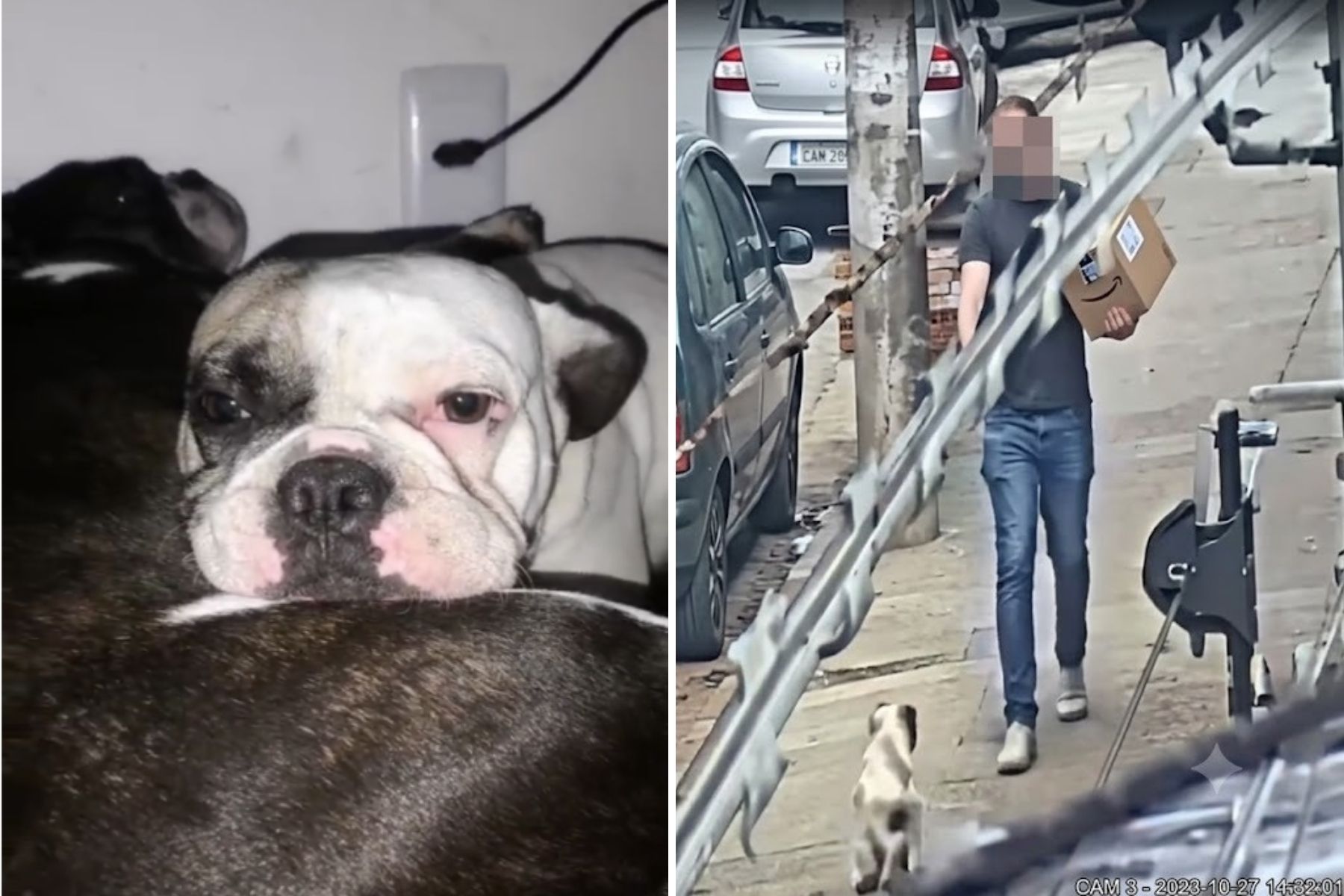 Cachorro baleado por sargento em BH volta para casa após dias internado