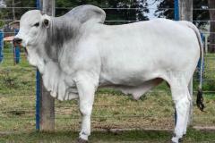 NELORE
