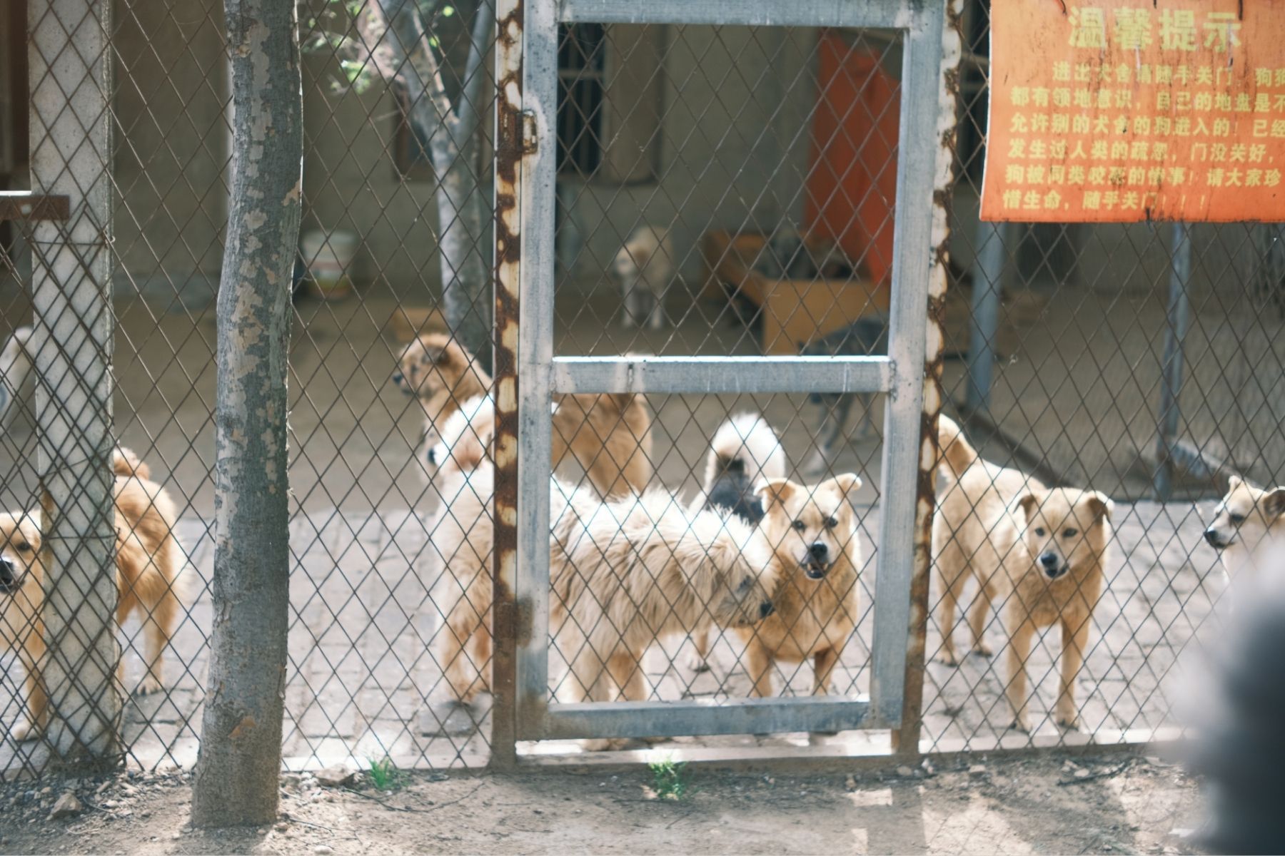 Investigação encontra restos mortais de 117 cães em abrigo que se dizia ‘sem eutanásia’ nos EUA