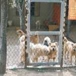 Investigação encontra restos mortais de 117 cães em abrigo que se dizia ‘sem eutanásia’ nos EUA