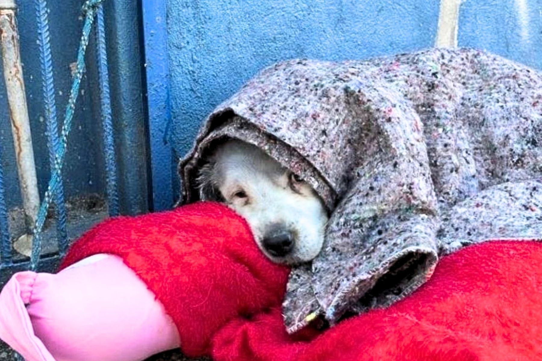 OAB-MG arrecada agasalhos para pets em situação de rua; veja como doar