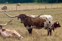 TEXAS LONGHORN