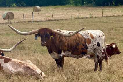 TEXAS LONGHORN