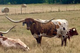 TEXAS LONGHORN