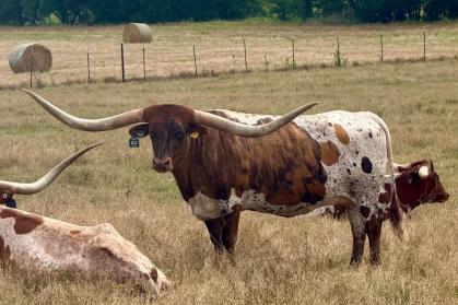 TEXAS LONGHORN