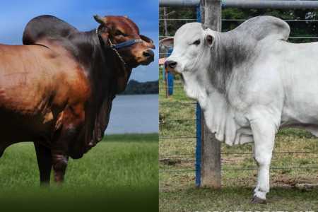 Vitrine genética: Feicorte 2026 reúne 14 raças com alta produtividade e carne premium