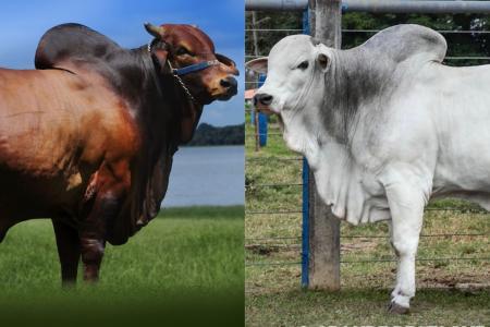 Vitrine genética: Feicorte 2026 reúne 14 raças com alta produtividade e carne premium