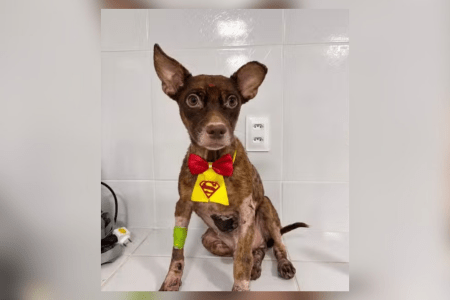 Castanha após tomar banho e receber gravata de 'super-herói' • Reprodução/Redes Sociais