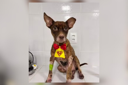 Castanha após tomar banho e receber gravata de 'super-herói' • Reprodução/Redes Sociais