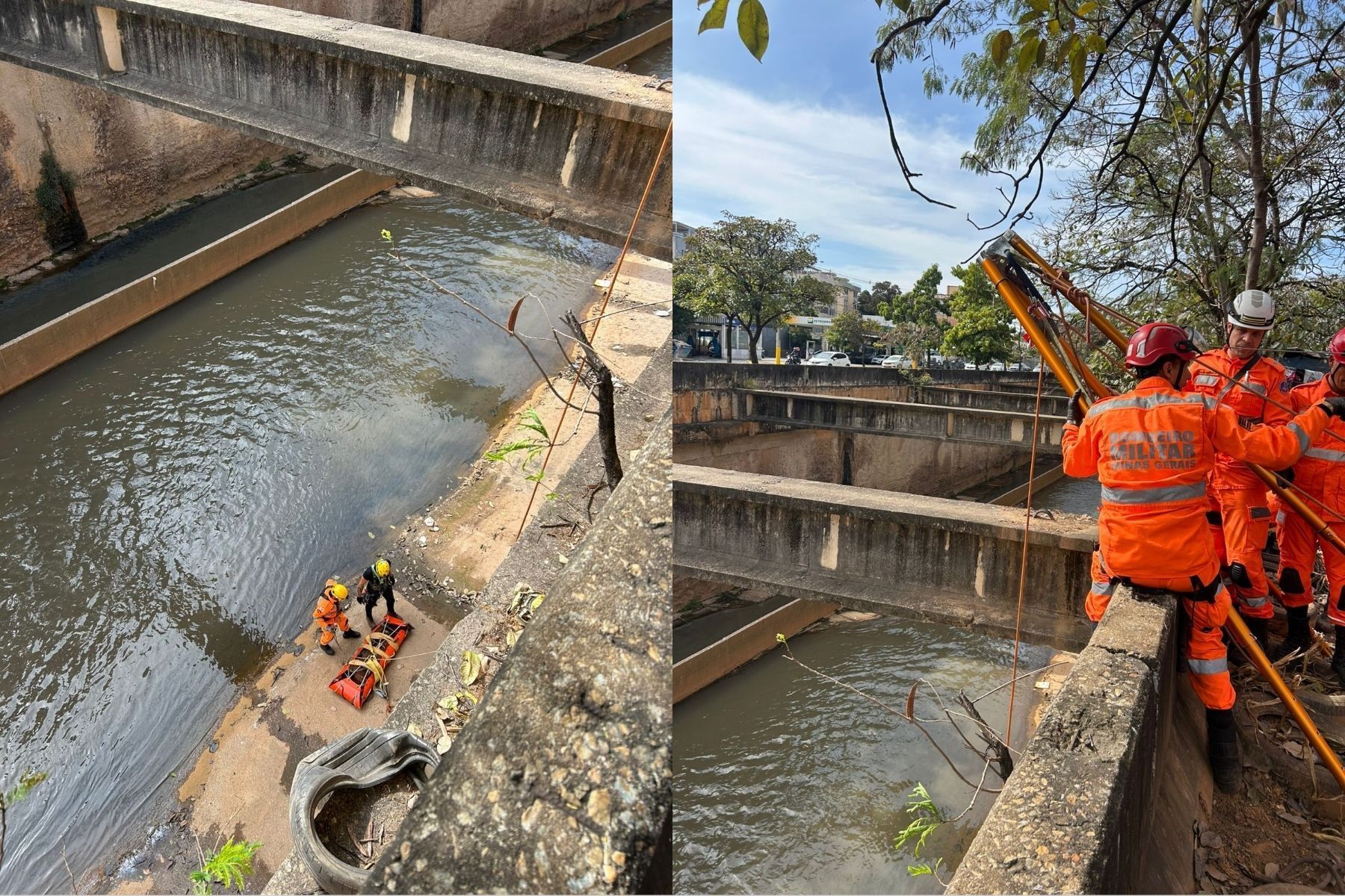 Potro resgatado após cair no Rio Arrudas, em BH, é eutanasiado; entenda procedimento
