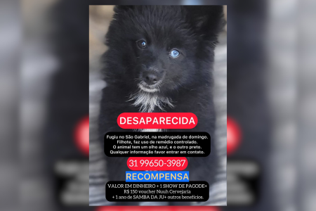 Pretinha é filhote da raça Husky Siberiano