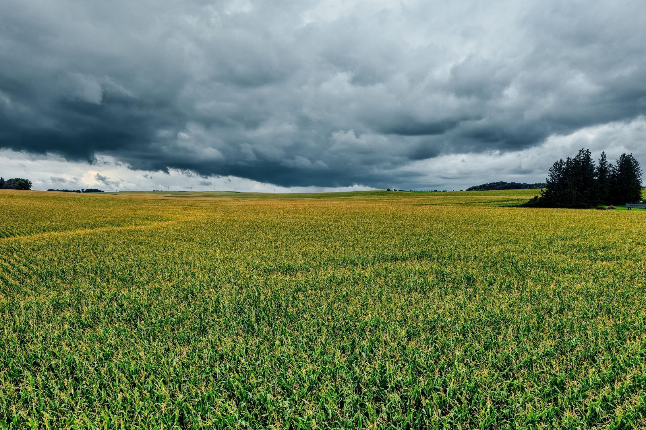 Granizo destrói mais de 10 mil hectares e afeta mais de mil produtores no Sul de Minas