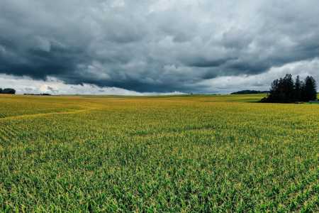 Granizo destrói mais de 10 mil hectares e afeta mais de mil produtores no Sul de Minas