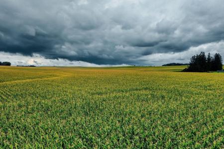 Granizo destrói mais de 10 mil hectares e afeta mais de mil produtores no Sul de Minas
