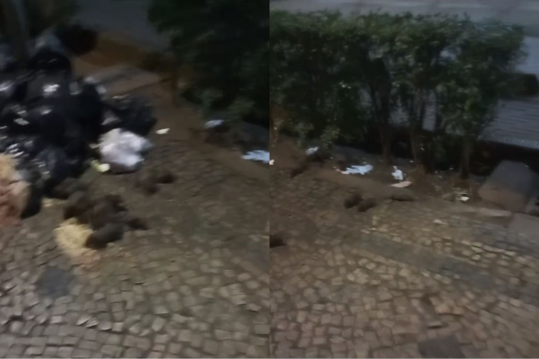 Vídeo: ratos comendo lixo no centro de Belo Horizonte assustam morador
