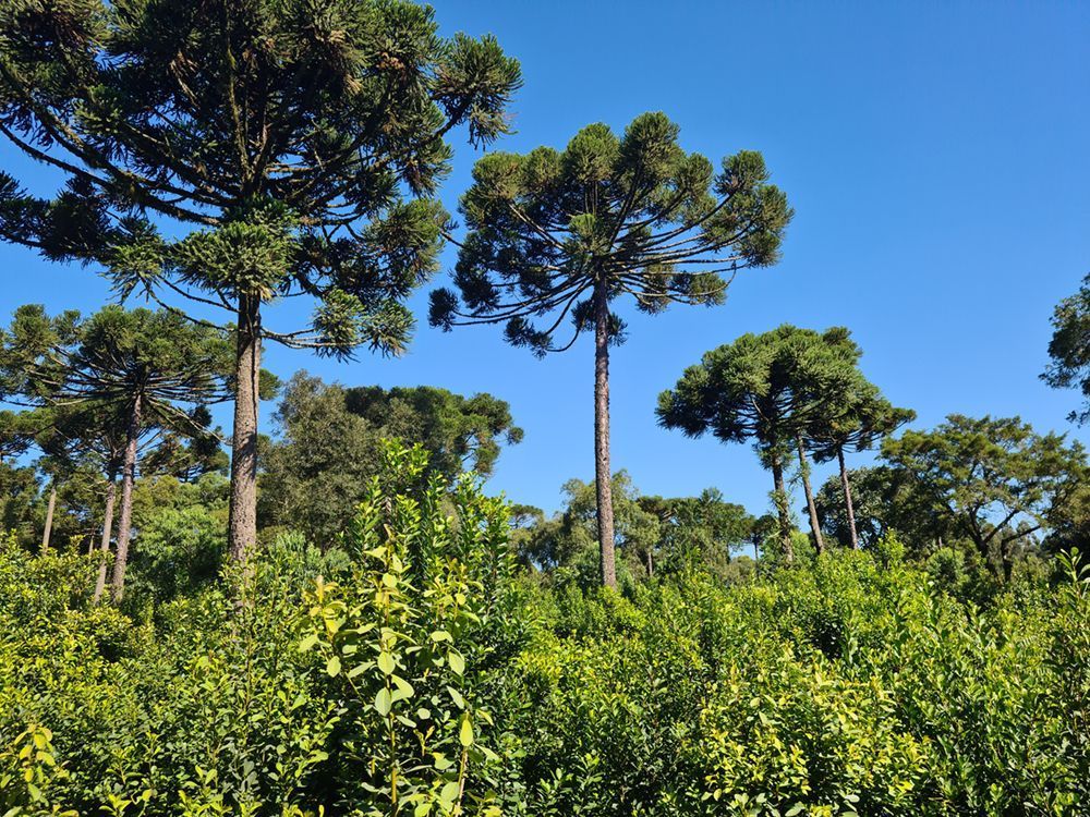 Queda nos preços da erva-mate pressiona setor e exige foco em eficiência no campo