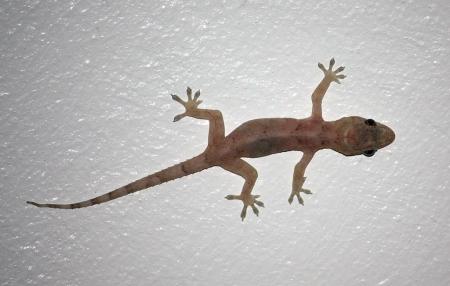 Lagartixa em uma parede branca