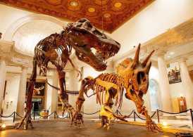 Museu Americano de História Natural