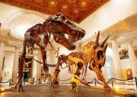 Museu Americano de História Natural