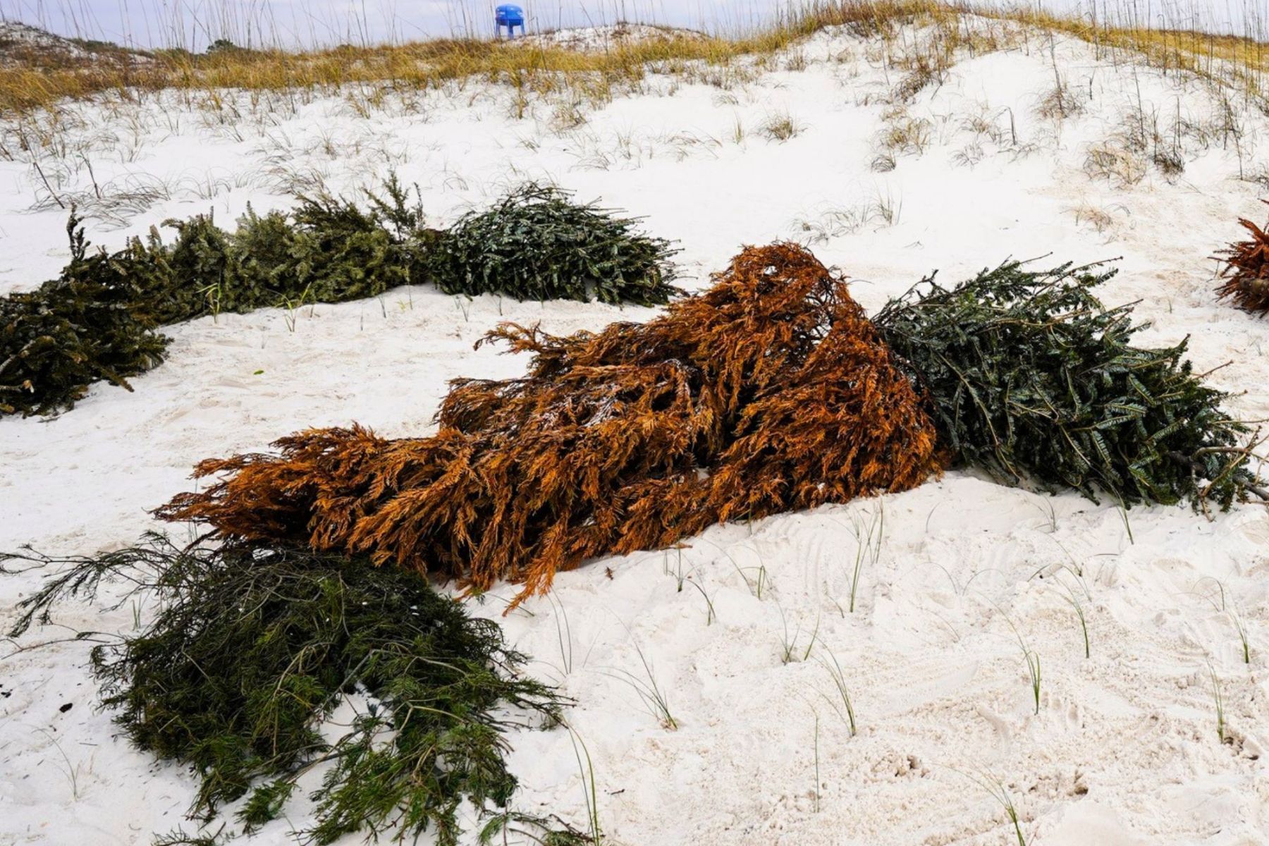 Árvores de Natal descartadas ganham nova vida nas praias e protegem cidade contra tempestades