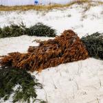 Árvores de Natal descartadas ganham nova vida nas praias e protegem cidade contra tempestades
