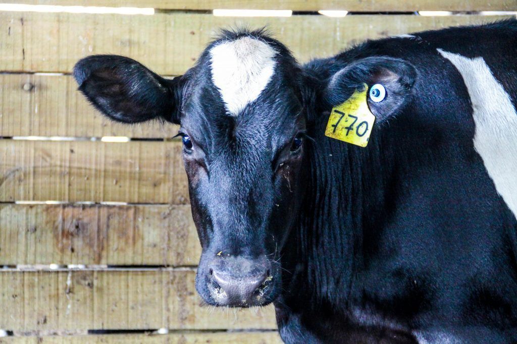Vacinação contra brucelose entra na reta final do primeiro semestre em SP