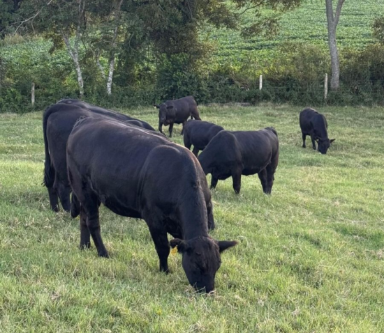 Preço do terneiro se mantém estável em Santa Catarina, aponta levantamento