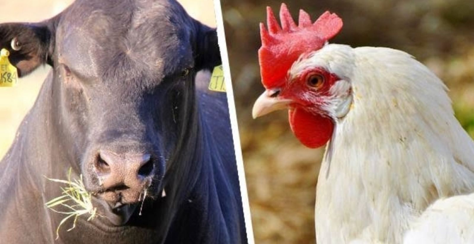 Reino Unido se junta à UE e também pode bloquear entrada da carne brasileira