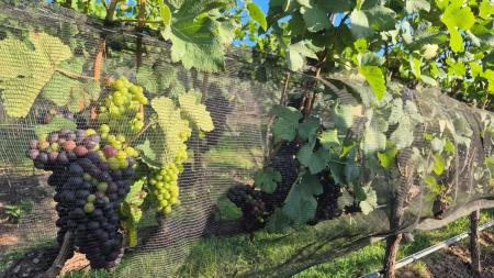 Serra da Mantiqueira se consolida como polo do turismo ligado ao vinho