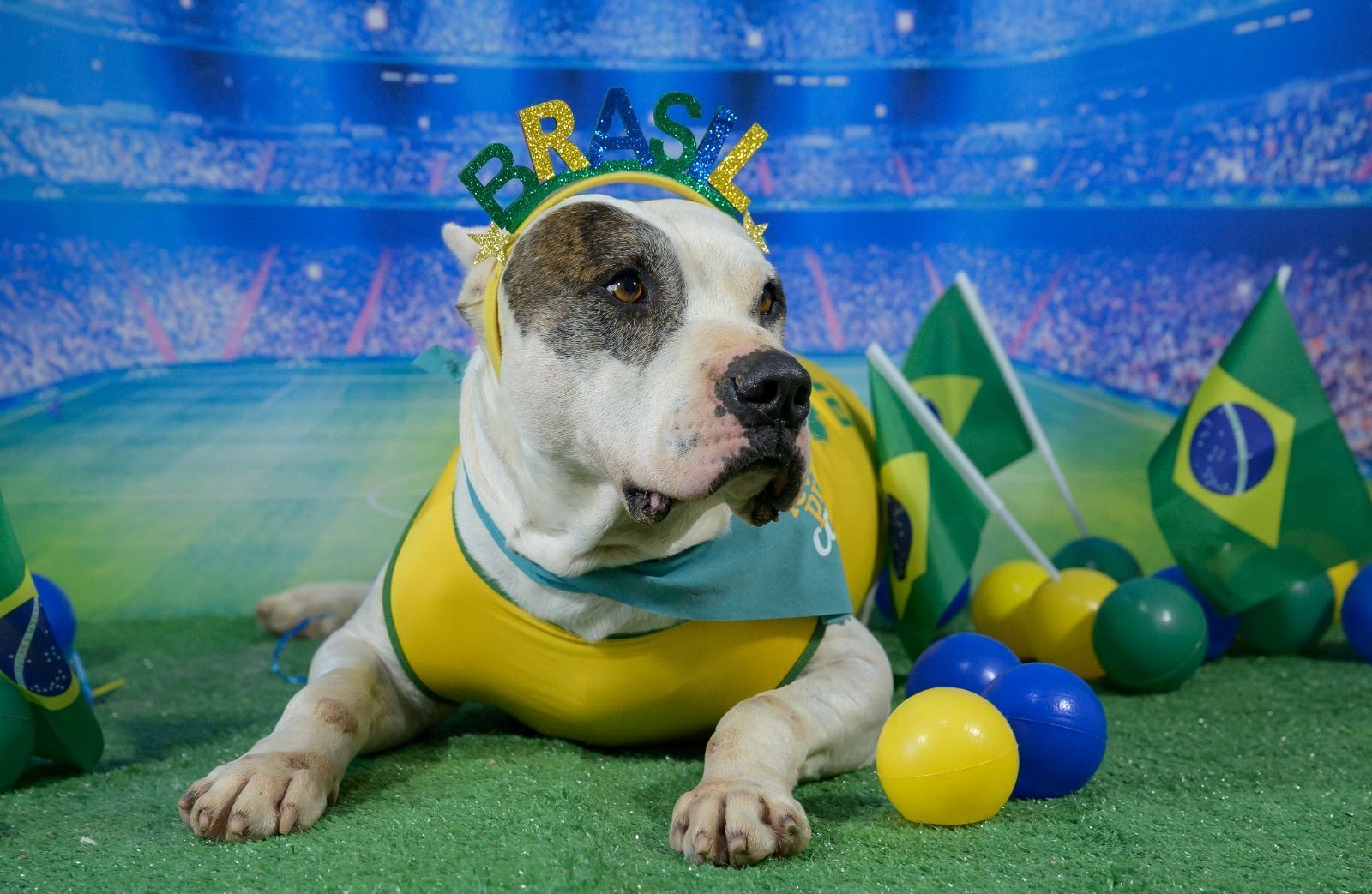 Campanha de adoção em Minas usa clima de Copa para incentivar novos lares para cães e gatos