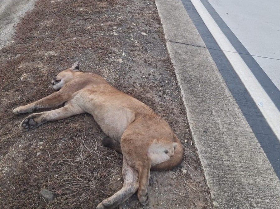 Onça-parda morre após ser atropelada por veículo em trecho da BR-381 em Antônio Dias