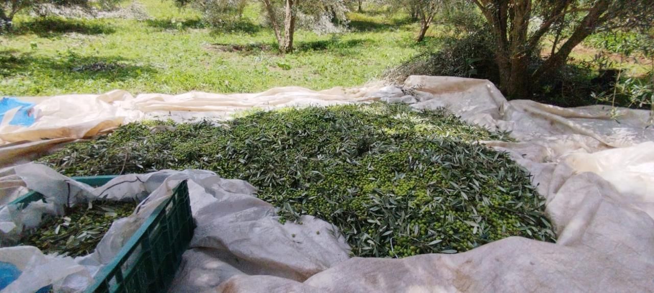Olivicultura se expande e atinge produção recorde no Sul de Minas