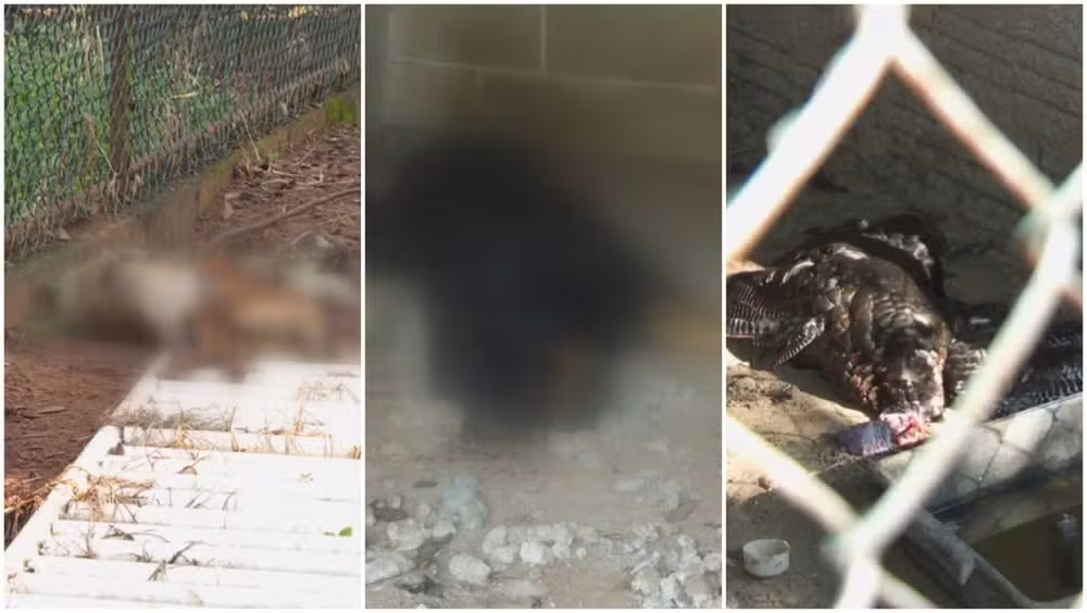 Justiça mantém prisão de caseiro por morte de 136 animais em chácara em SP
