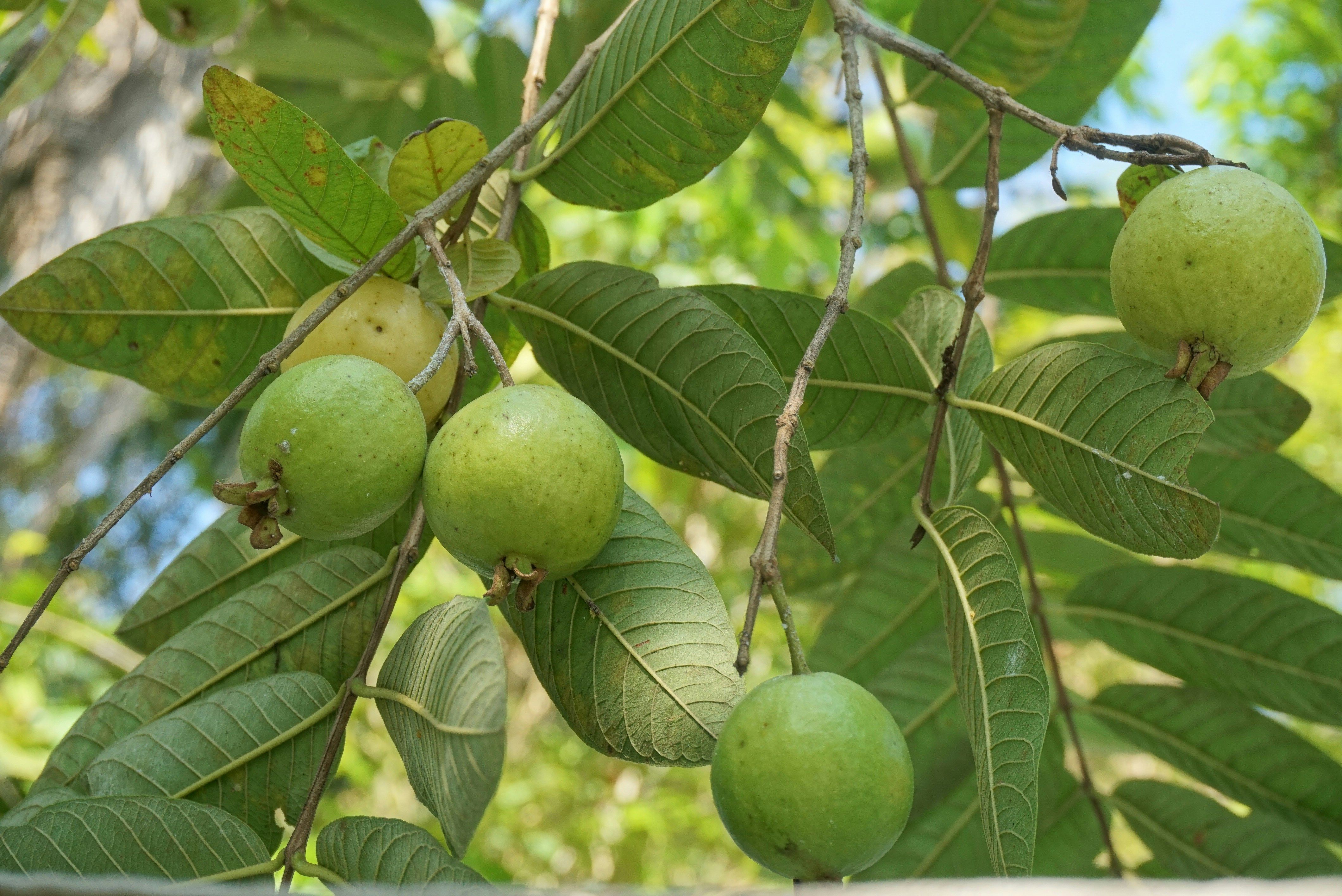 Essa árvore é ideal para sua casa: não racha o piso, proporciona sombra e dá frutos