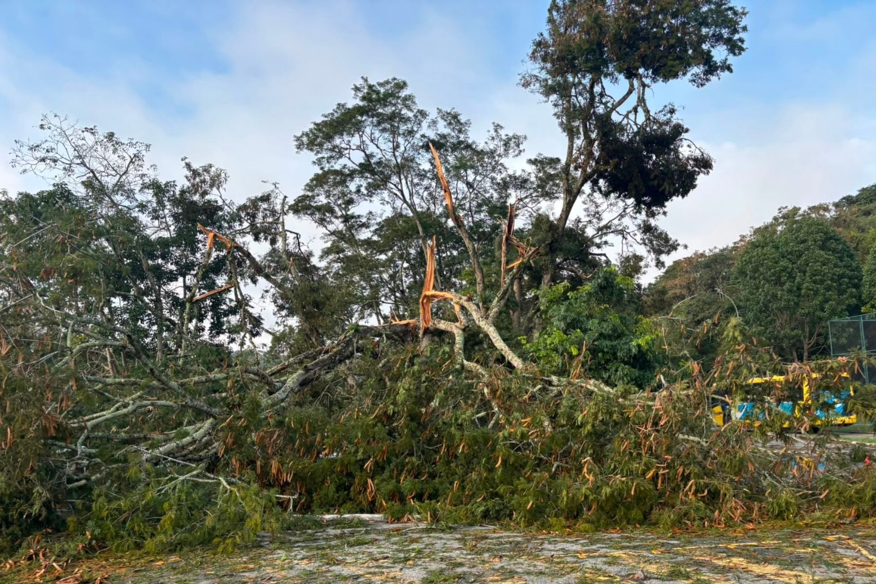 UFV repara estragos causados por chuva e vento de 45 km/h em Viçosa (MG)