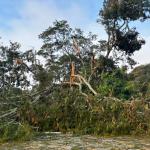 UFV repara estragos causados por chuva e vento de 45 km/h em Viçosa (MG)