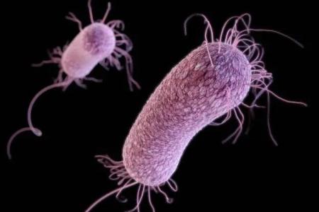 Bactéria Pseudomonas aeruginosa