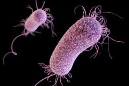 Bactéria Pseudomonas aeruginosa