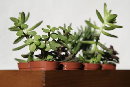 Plantas