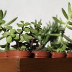 Três plantas para atrair abundância e prosperidade para a sua casa, segundo o Feng Shui