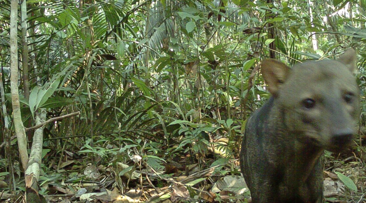 'Cachorro fantasma' aparece em florestas da Amazônia