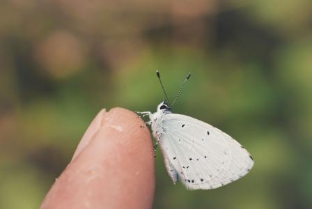 Borboleta branca