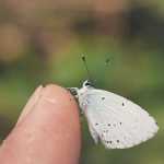 O que significa encontrar uma borboleta branca e por que dizem que é um bom sinal